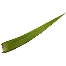 Aloe Vera 1pc