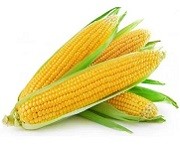Sweet Corn